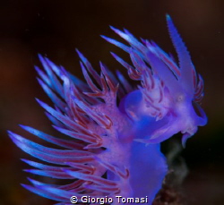 I thought dragons did not exist, before I saw this photo... by Giorgio Tomasi 